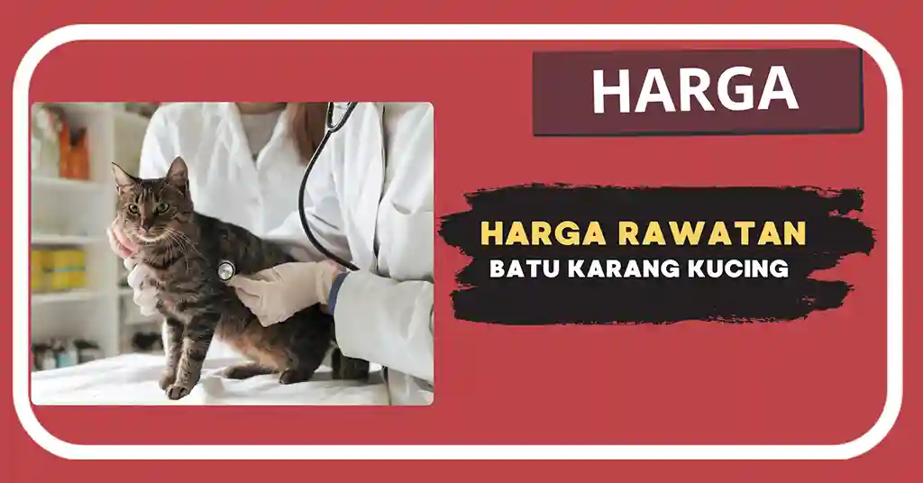 Harga Rawatan Batu Karang Kucing Terkini