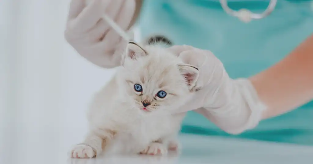 Harga Vaksin Kucing Di Klinik Kerajaan