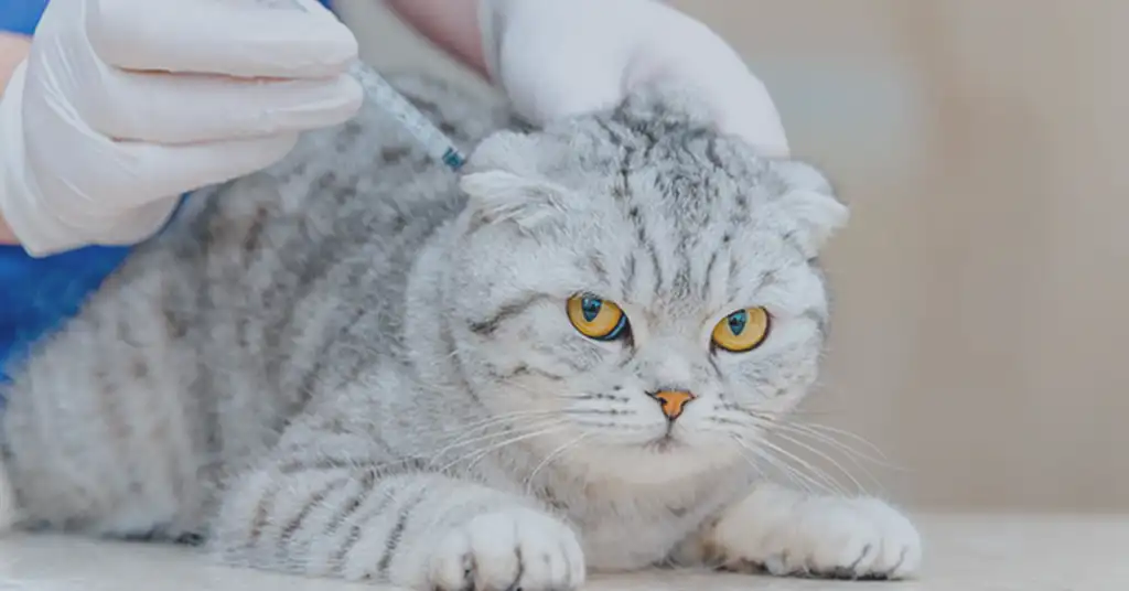 Kenapa Vaksin Kucing Penting?