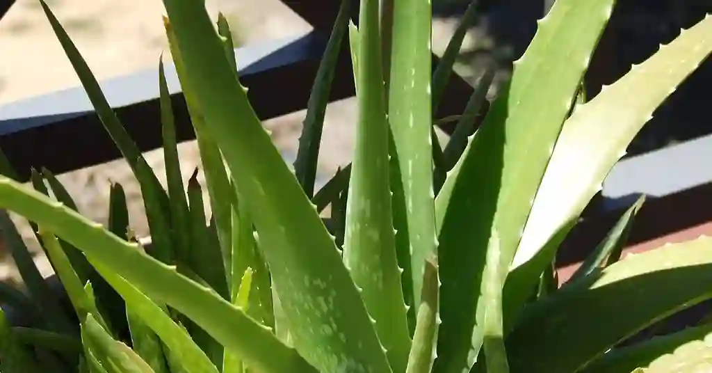 Aloe Vera