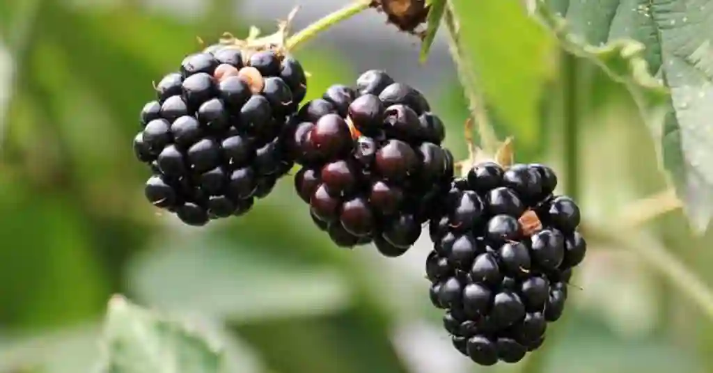 Buah Beri