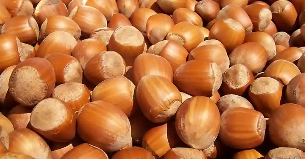 Buah Kacang Biji