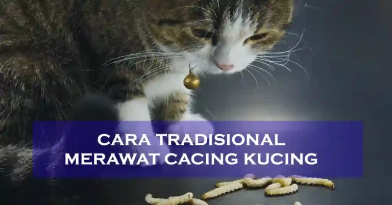 Cara Tradisional Merawat Cacing Kucing