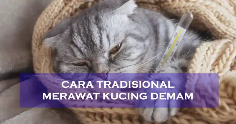 Cara Tradisional Merawat Kucing Demam