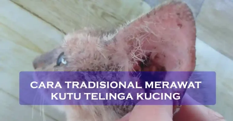 Cara Tradisional Merawat Kutu Telinga Kucing