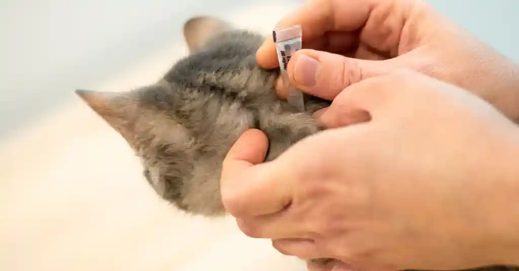 Cara Tradisional Merawat Kutu Telinga Kucing mujarab