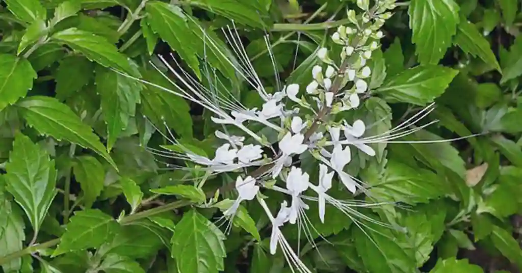 Daun Misai Kucing