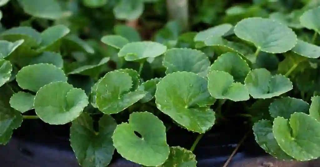 Daun Pegaga