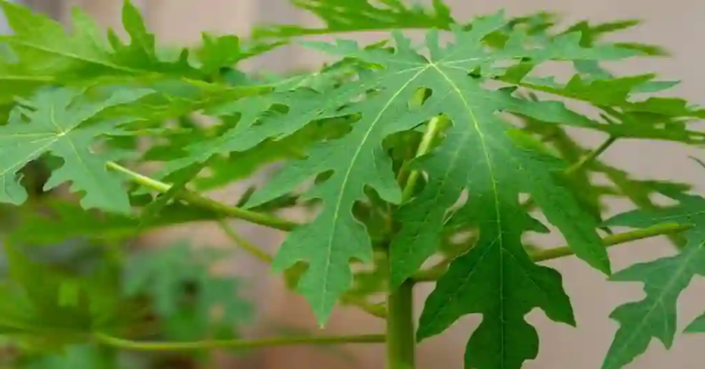 Daun Pepaya