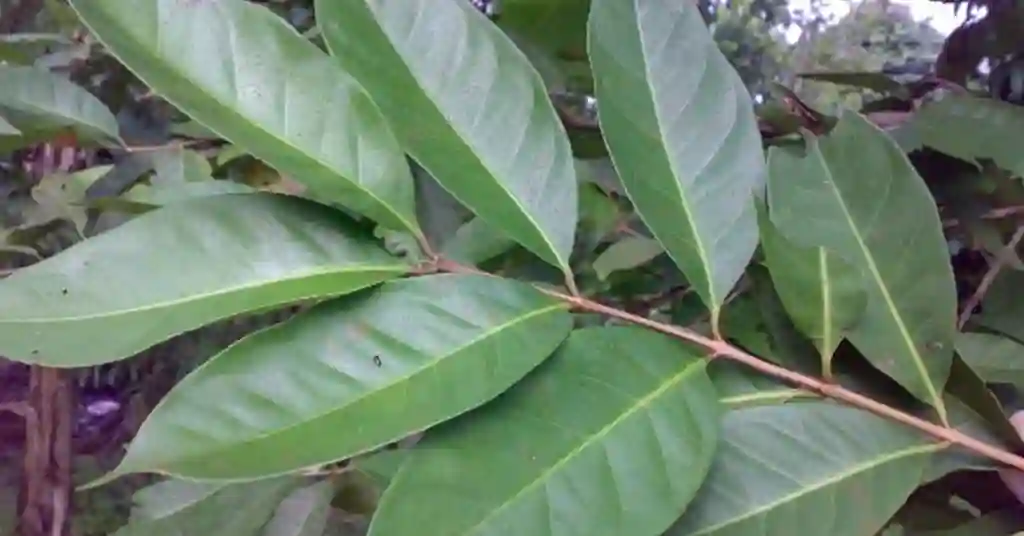 Daun Salam