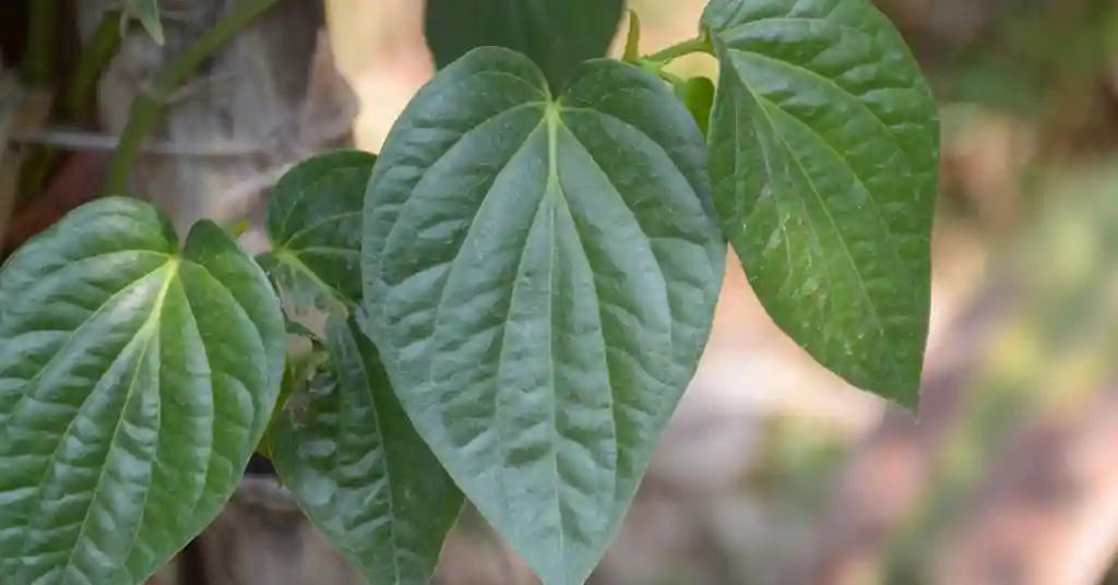 Daun Sirih dan Gula Batu