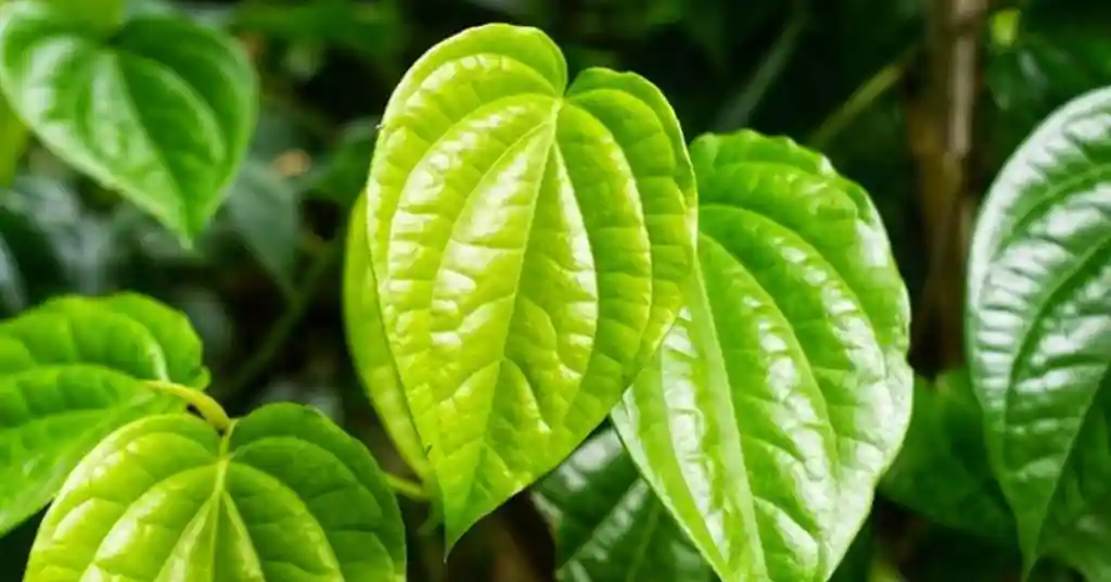 Daun Sirih