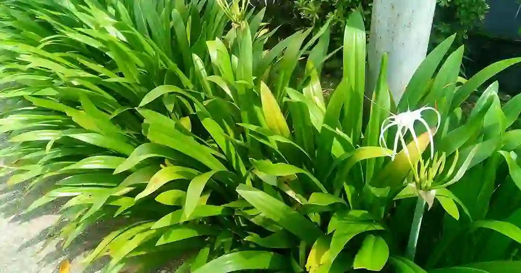 Daun Tembaga Suasa