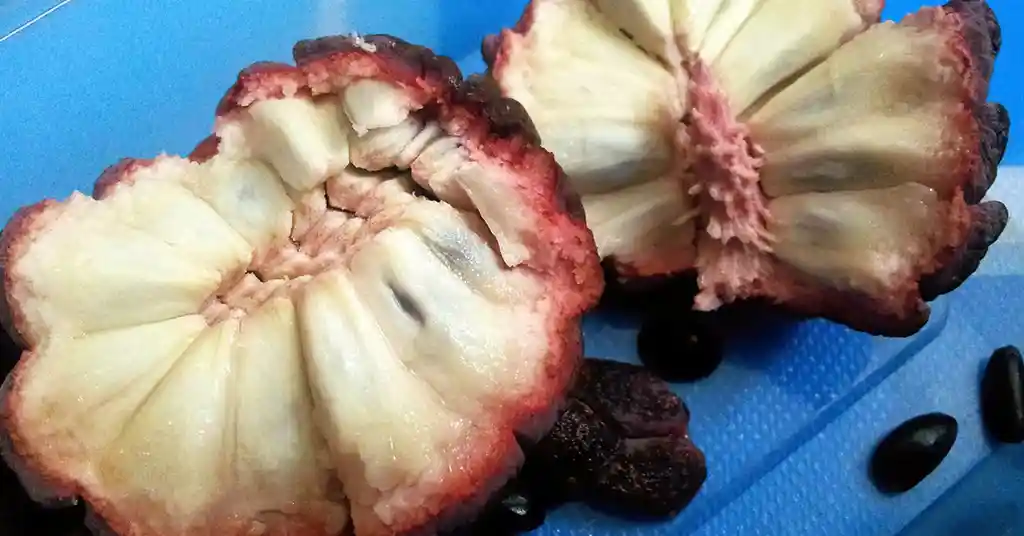 Makan Buah Nona