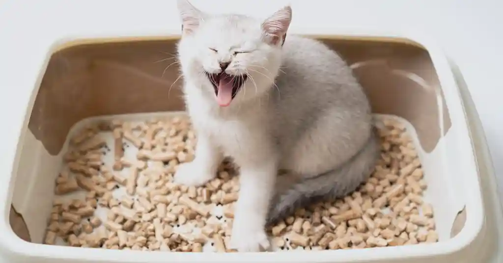 Masalah Kucing Susah Kencing