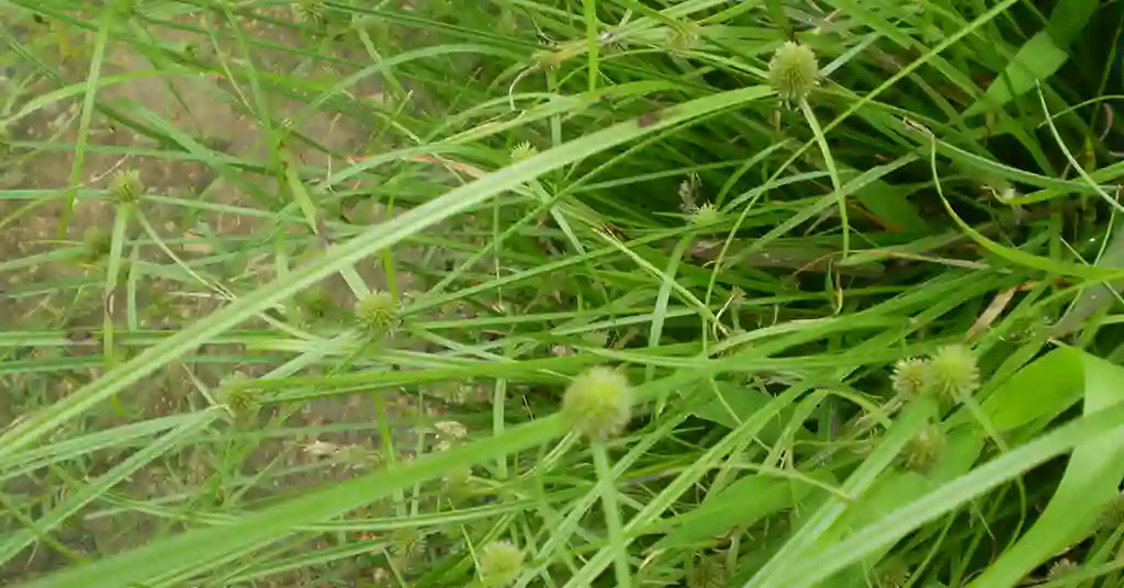 Rumput Pendul
