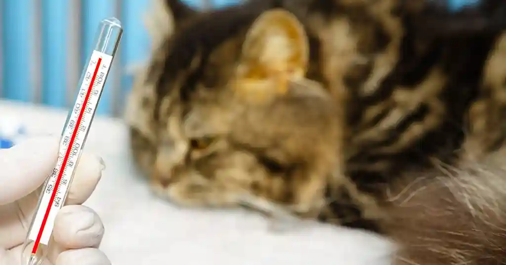 Tanda Tanda Demam pada Kucing Tanda Tanda Demam pada Kucing