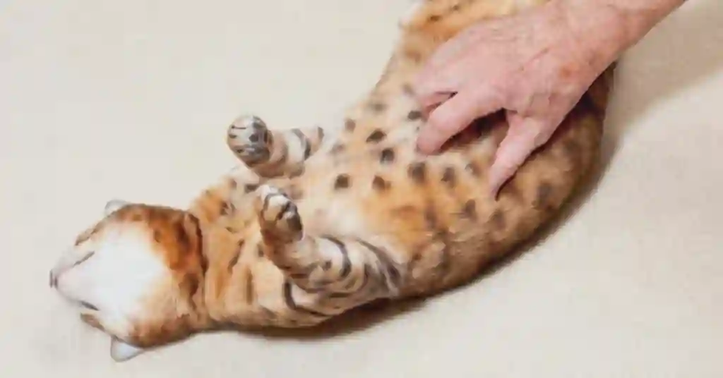 Urutan Perut kucing Secara Lembut