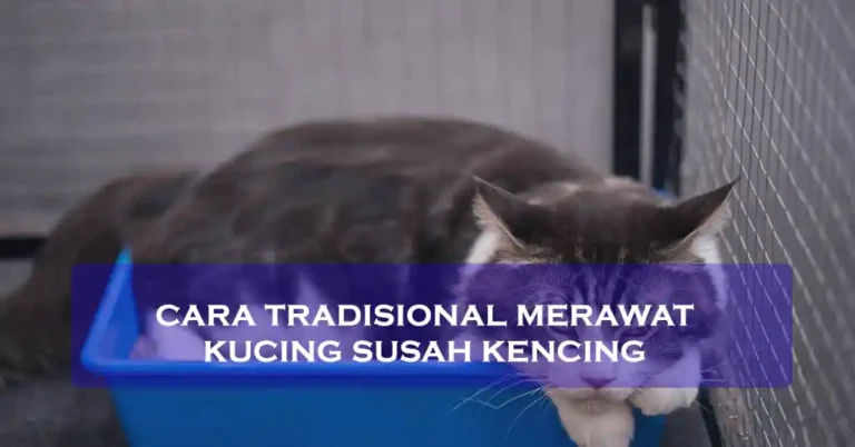 cara tradisional merawat kucing susah kencing