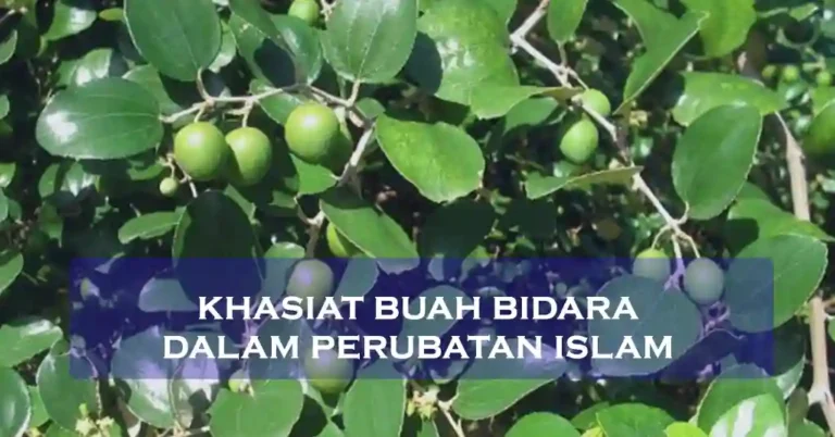Khasiat Buah Bidara Dalam Perubatan Islam